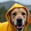 Carlos with his Labrador Luna wearing raincoat