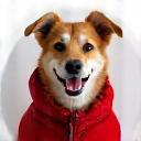 Milo the dog wearing red jacket
